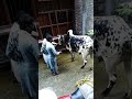 cow mandi 2001 qatai 2021mandi karachi sohrab dangerous cow video s 2021 pakistan short