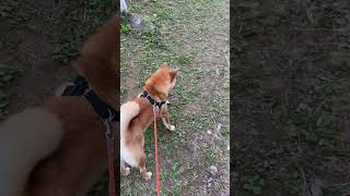 ビニール袋に怒る犬が可愛すぎる#豆柴 #柴犬 #shibainu