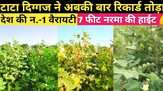 7 फीट नरमा कि हाईट/टाटा दिग्गज ने अबकी बार रिकार्ड तोड़ा 💪#narmakikheti#video