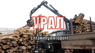 Разгрузка леса манипулятором для леса Велмаш  Урал Лесовоз разгружает лес на пилораме