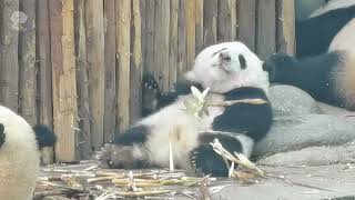 HeHua eats bamboo carefully ❤️ Cute Panda