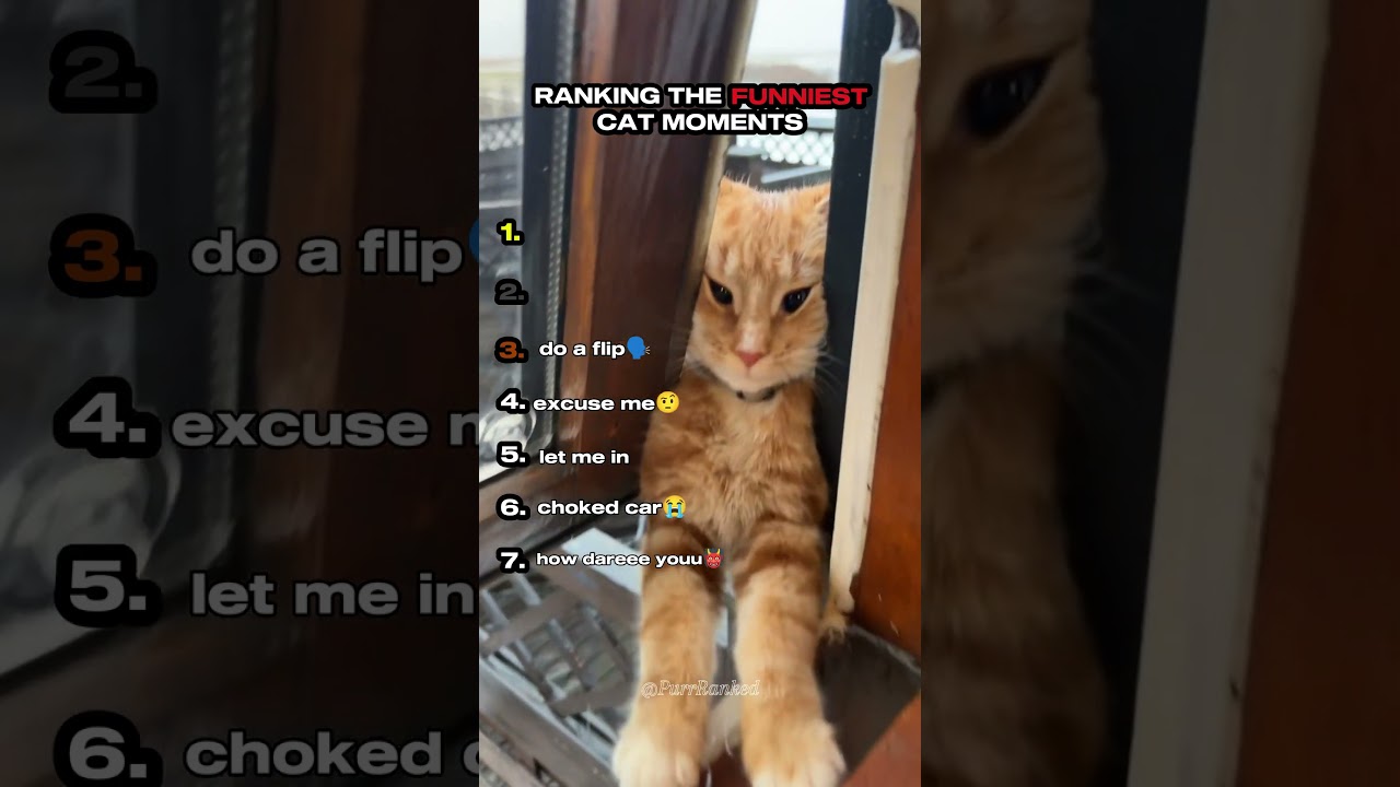 Ranking The Funniest Cat Moments Part 3 Cat World News