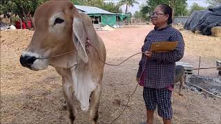 Sell ​​Brahman cows #ขายวัวยกคอก ขายวัวบราห์มันพันธุ์แท้ พร้อมใบเพ็ด สวยๆ ต.เลิงแฝก  จ.มหาสารคาม