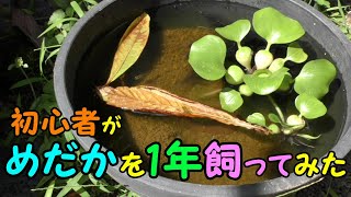 【メダカ】初心者がめだかを庭で1年飼ってみた。【ビオトープ】