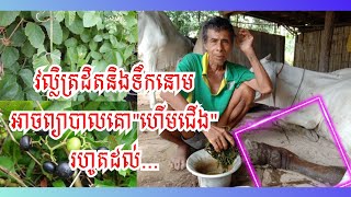 Ep.35|វិធីព្យាបាលគោហើមជើងដោយប្រើ(វល្លិត្រដិតនិងទឹកនោម)ប្រសិទ្ធភាពខ្ពស់បំផុត|AnimalTK