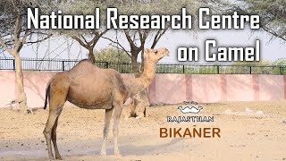 National Research Centre on Camel | Bikaner | Rajasthan, India