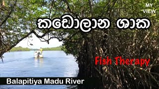 KADOLANA Sri Lanka - කඩොලාන (Mangroves )|Madu River |My View