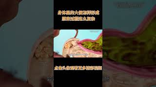 你身体里的大便是如何形成的？原来过程这么复杂！#知识 #解说 #科普