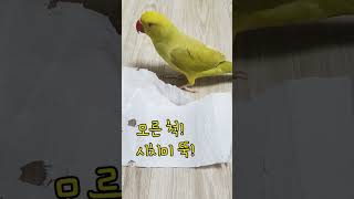 말하는 앵무새 올리! 그냥 잠꼬대중, 올리 사우르스, 앵무새한테 물리면 아픔, parrot