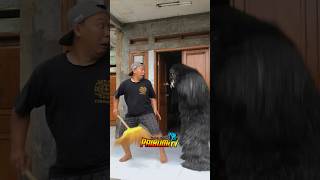 Bapak bocil sakti di kejar Grandong sampai Rumah