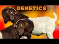 Boer Bucks Big size / Lukas Burguer Boer Goats