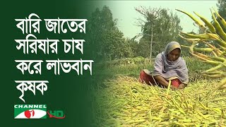 ভোজ্যতেলের আমদানি কমাতে উচ্চ ফলনশীল সরিষা আবাদে তৎপর কৃষি বিজ্ঞানীরা