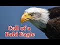 Call of a Bald Eagle - Eagle Sounds to scare birds 🦅 3 hours