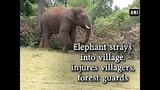 Elephant strays into village, injures villagers, forest guards - Tamil Nadu News