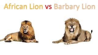Lion Facts Types Diet Reproduction Classification 42 Off