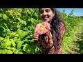 vlog berry picking blueberries raspberries telugu vlogs in usa farms in usa vlogs