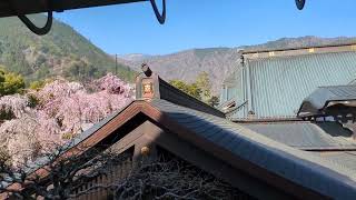 令和6年3月31日　山梨県身延町　身延山久遠寺　報恩閣から見た祖師堂と境内の桜と周囲の山々#山梨県身延町#身延山久遠寺#報恩閣#祖師堂