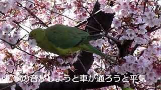 河津桜にきたワカケホンセイインコ