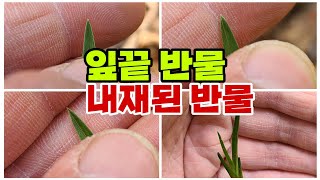 #바약사한국춘란#자생춘란# 잎끝 반물 그냥 지나치지 마세요!!