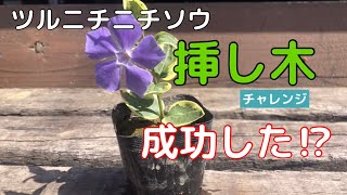 【ガーデニング】挿し木にチャレンジしてみた　ツルニチニチソウの花咲いた