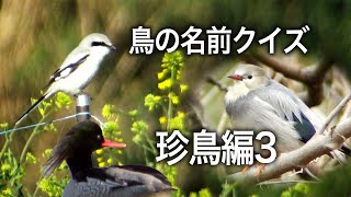 鳥の名前クイズ・珍鳥編３・Bird name quiz / Rare bird in Japan 3