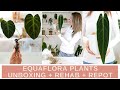 EquaFlora Plant Unboxing + Rehab + Repot