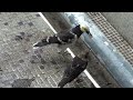 黑領椋鳥餵幼鳥，你唔食我食 black collared starling feeding young bird.