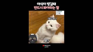 야식땡길 때 봐야하는 짤? 😸