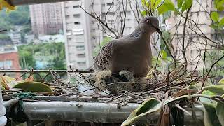 金背鳩8 Day23 鳥齡7天，20230501 公鳥離巢三個小時後，母鳥進巢，觀望許久，似乎讓幼鳥適應，因母鳥一靠近幼鳥，幼鳥出現張嘴防禦的動作。