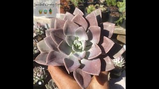 Graptoveria Debbi Quick Overview \u0026 Care Tips