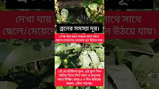 #উদ্ভিদ_ও_অন্যান্য #আশশেওড়া #আশটেল #মটকিলা #gin_berry #Glycosmis_pentaphylla #মটকিলা #আশটিল #আশটেল