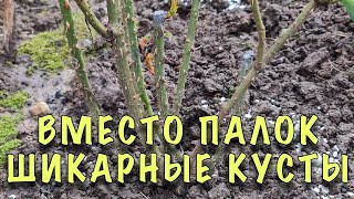 ВМЕСТО ПАЛОК ШИКАРНЫЕ КУСТЫ! ПЕРВАЯ подкормка РОЗ ПОСЛЕ ЗИМЫ! ОШИБКА из-за которой ПЛОХО РАСТУТ РОЗЫ