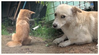 6개월 넘게 떠돌던 강아지. 구조에 성공할 수 있을까? 🥺 | 유기견 보호소 24시 | KBS 굿모닝 대한민국 200723 방송