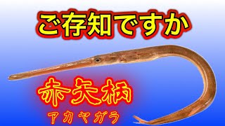 ご存知ですか　赤矢柄(アカヤガラ)