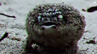 Freaking Frogs Dubbed With Half Life Sfx