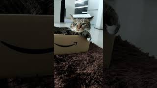 アマゾンの箱に入ってお風呂気分を味わう猫　温泉に入っているようで実はamazonの箱だった猫　#shorts  #bathroom  #japan 　#onsen