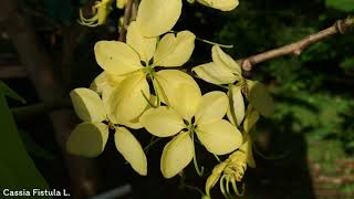 Cassia Fistula L. | Flower Shrubs \u0026 Trees | 🇵🇦 Panama |