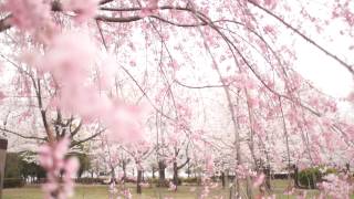 2013.3.29(金)古代蓮の里の桜(埼玉県行田市)