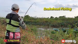 Snakehead fly fishing 🎣 - Best hook fishing 🎣 - ស្រែអំពិល [ ប្លង់ចុងខ្សាច់ ]