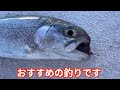 【ダイソー釣具】絶対に買うべき！！daisoの新商品が良すぎたのでこれで東京の魚を釣りまくる。