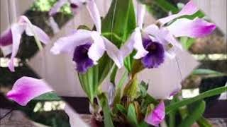 Orquídeas Bailables Orquesta  de Pacho Galan y sus Solistas