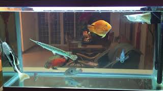 Silver Arowana，Catfish，Gar，Oscar fish , Cichlid fish