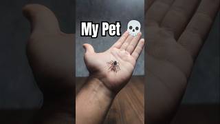 Spider Update #animal #nature #pet