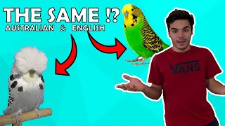 Differences Between English Budgies And Normal Australian Budgies !?