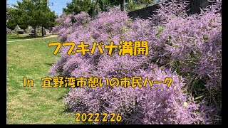 フブキバナ満開　in　宜野湾市いこいの市民パーク　2022 2 26