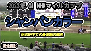 【現地】2023/05/07 G1 NHKマイルカップ  シャンパンカラー 内田博幸【東京競馬場】