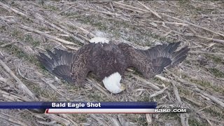 Bald eagle shot dead near Marion Reservoir