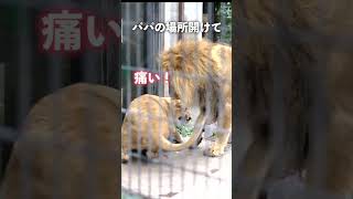 旭山動物園ライオンファミリー　わがままオリト #hokkaido #lion #asahiyamazoo