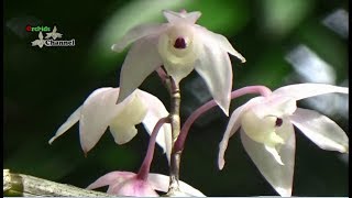 Dendrobium aduncum The Inward-Bent Dendrobium | phong lan hoàng thảo thập hoa | lan hồng dâu