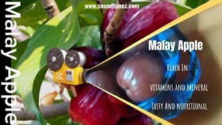 Malay Apple, Planting And Harvesting And With Health Benefits